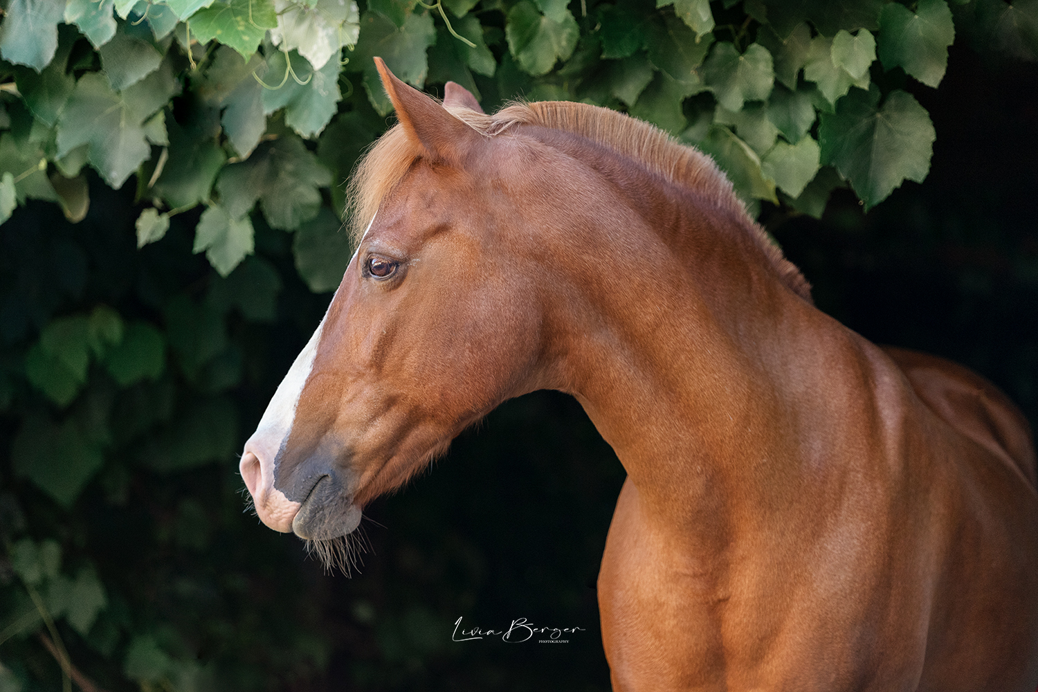 georgie-portrait-leaves