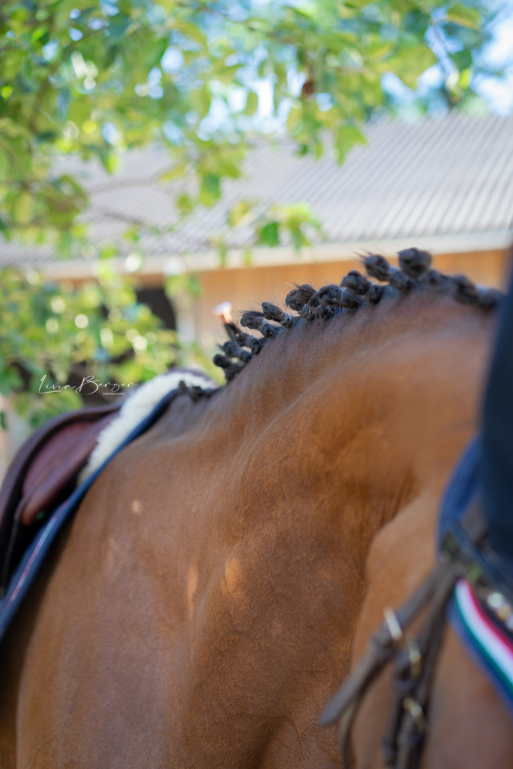 horse-braid