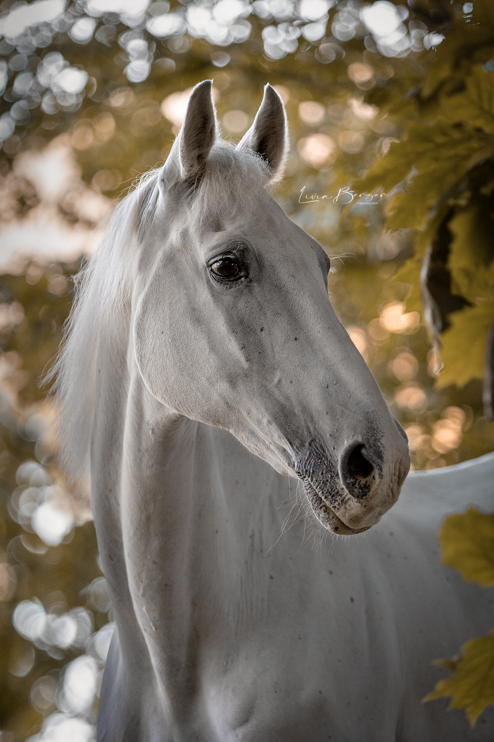 galliano-portrait