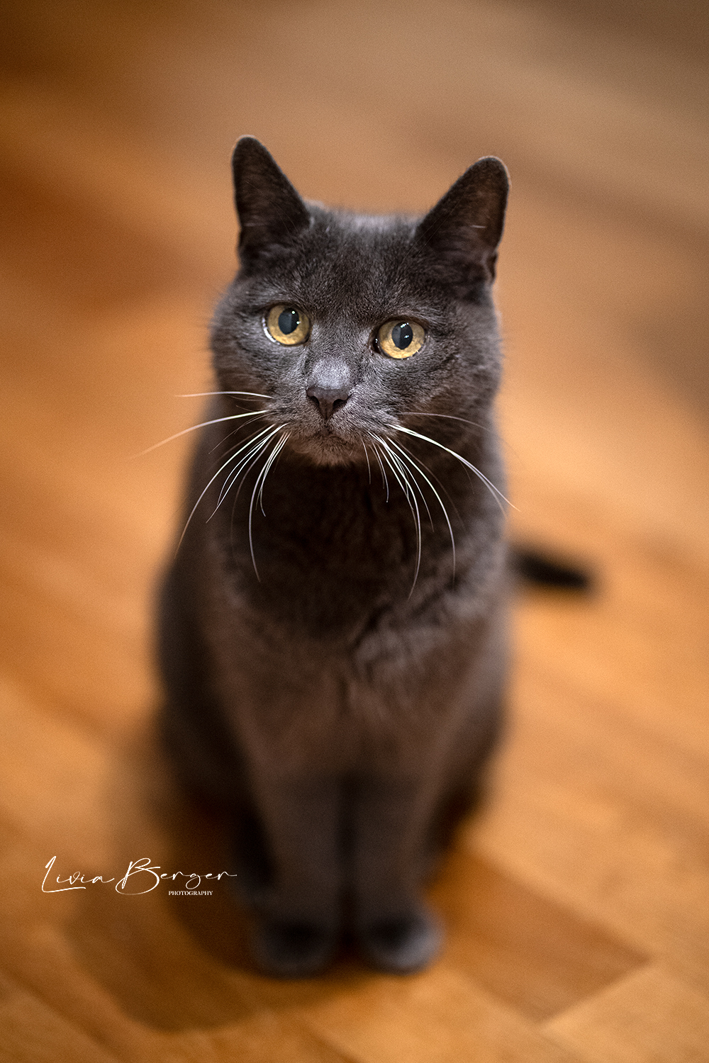 Katzen-portrait